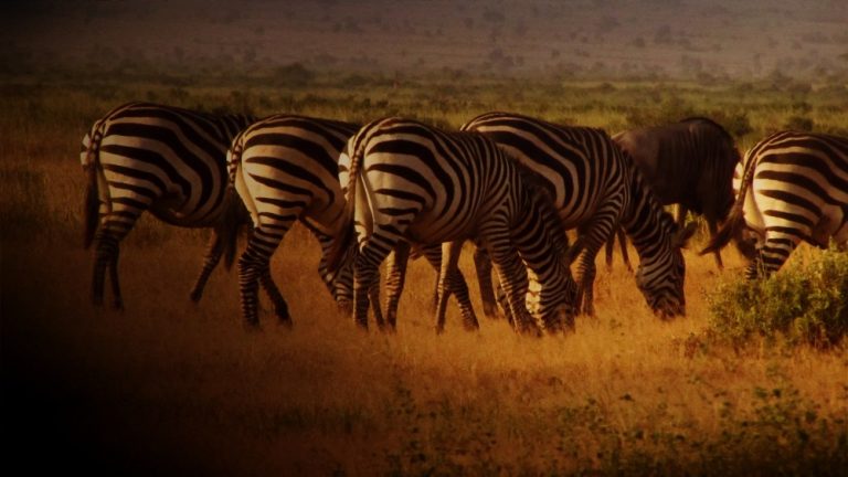 Kenya Tour Amboseli