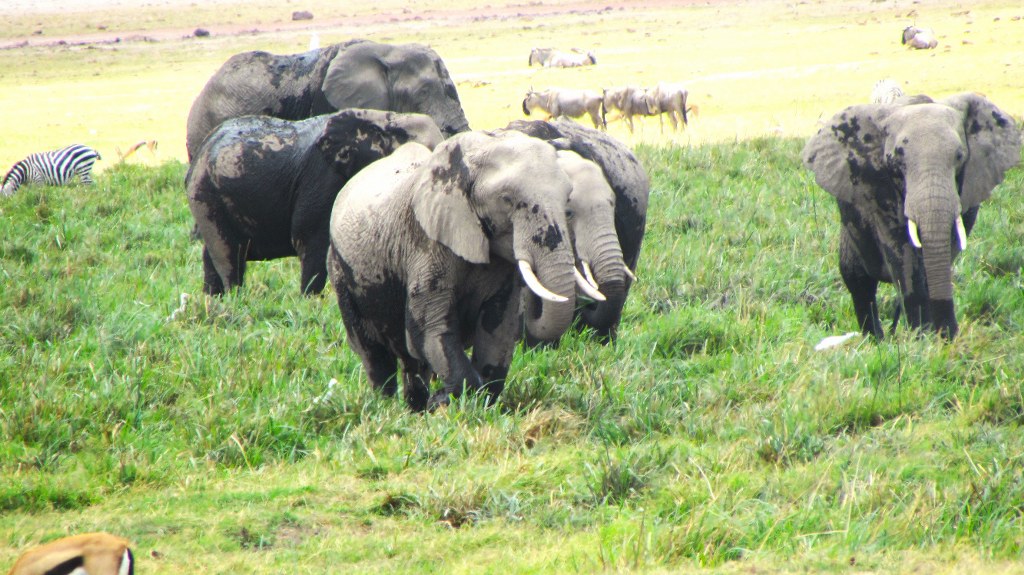 Amboseli National Park Safari