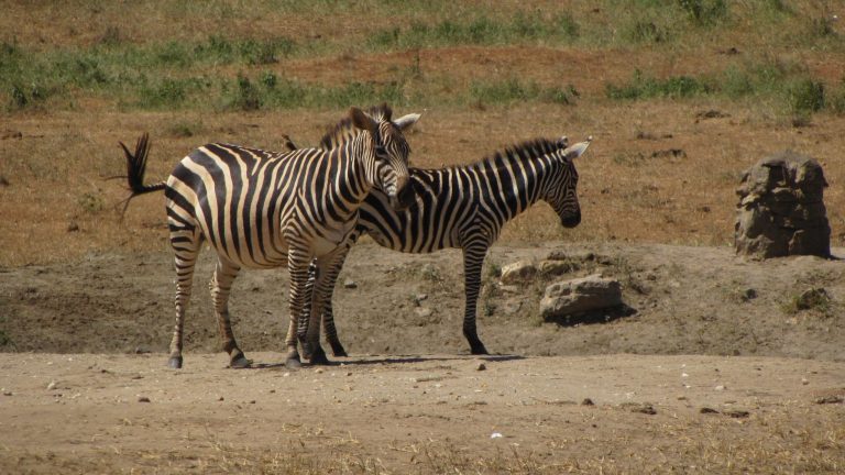 Perfect Tanzania safari