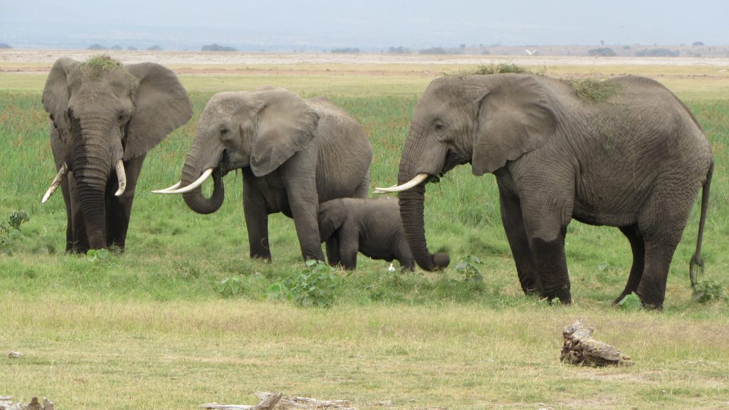 Kenya Tour Amboseli