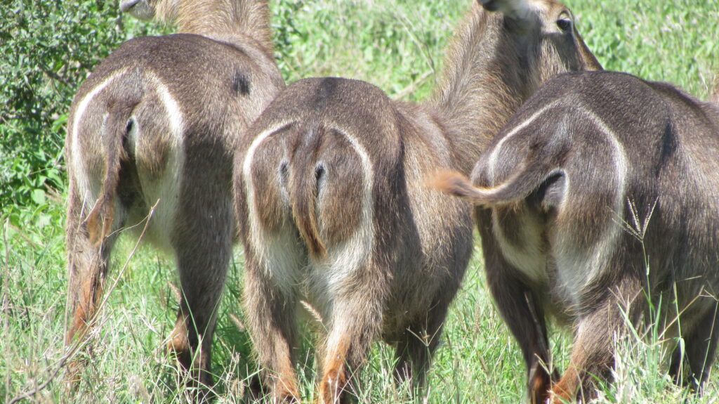 Best Kenya Luxury Safari