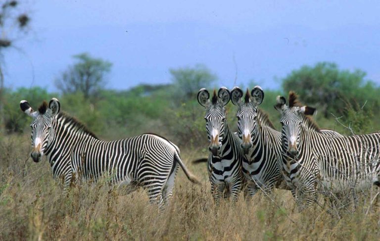 Kenya Tour Safari