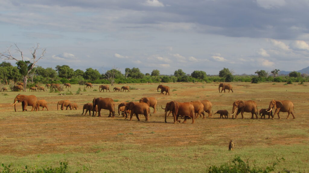 Wildlife Safari