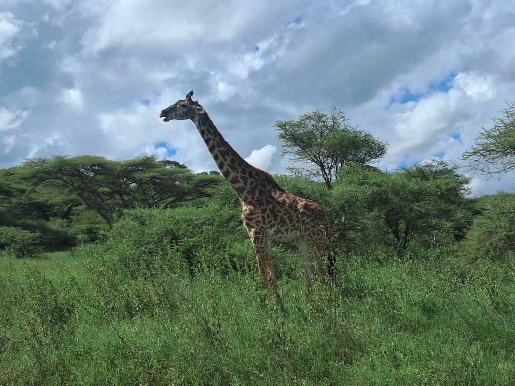 Short Tanzania Safaris