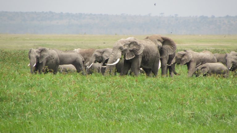 Kenya Tanzania Parks