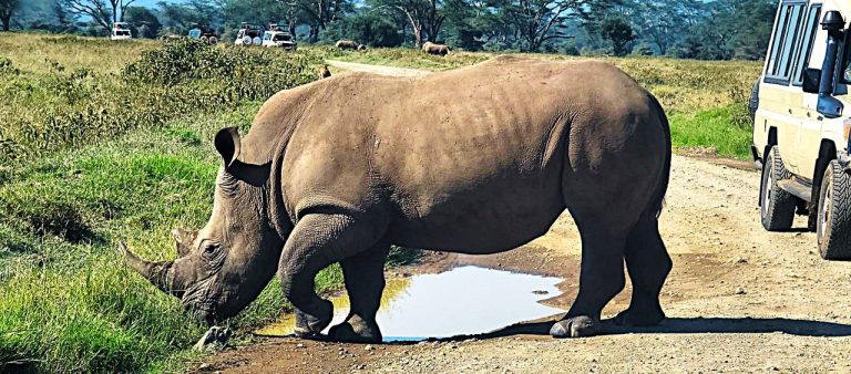 12 Days Kenya and Tanzania safari tour wildlife experienc