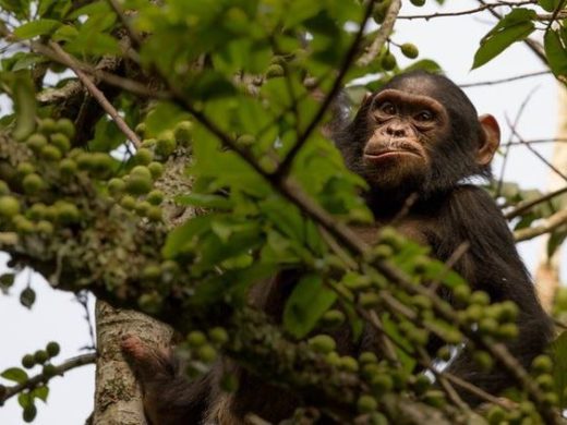 2 Days Authentic Safari Package with Chimpanzee Sanctuary