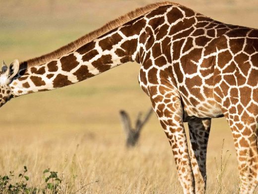 05 Days Best Kenya Easy Safaris Masai Mara