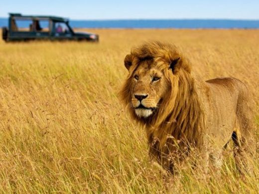 08-Day Wildlife Adventure Safari