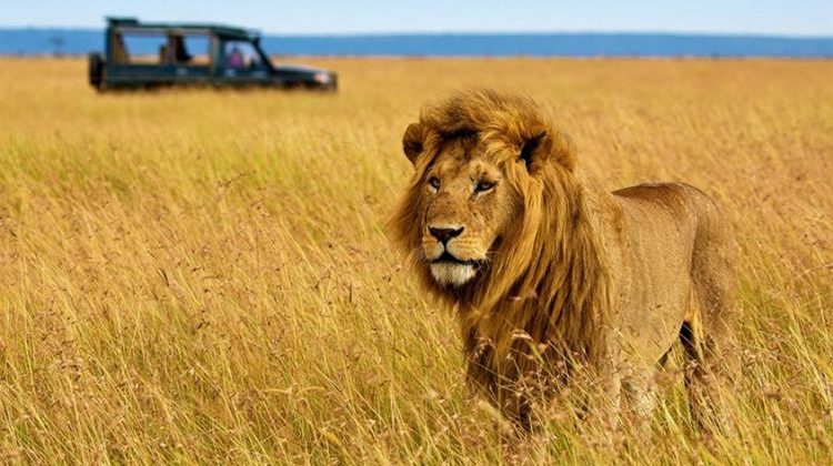 08-Day Wildlife Adventure Safari