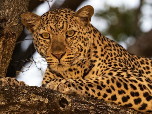 08-Day Wildlife Adventure Safari