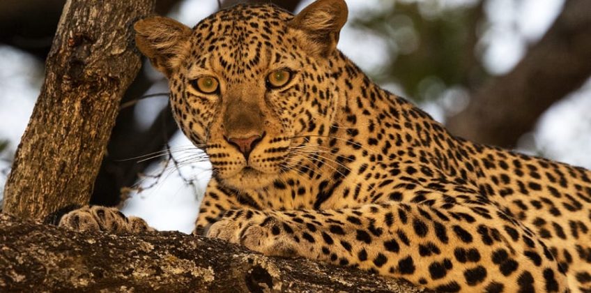 08-Day Wildlife Adventure Safari