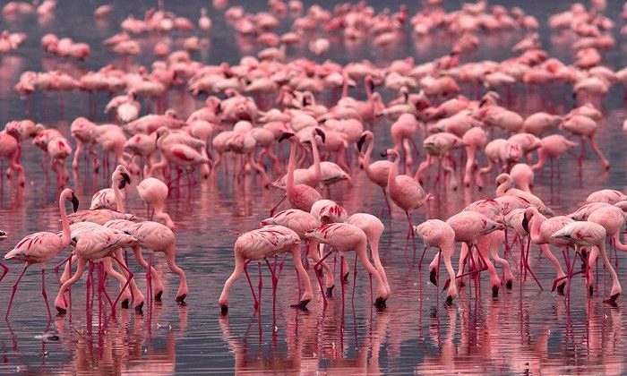 Affordable Tanzania Safari