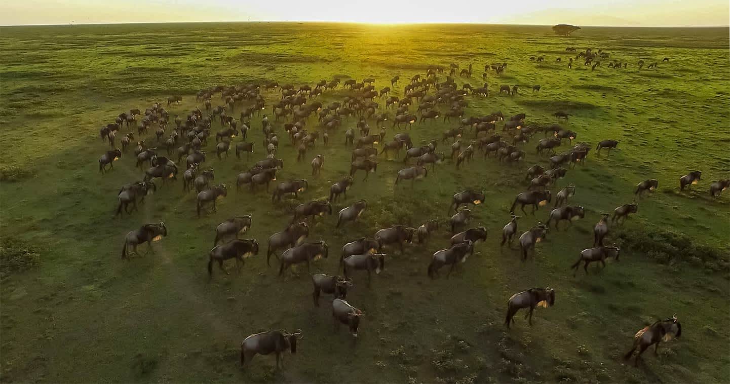 Great Migration Tanzania Safari