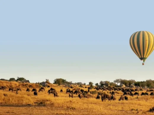 Great Migration Tanzania tours