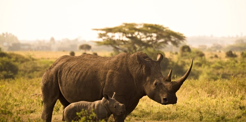 3 Days Memorable Primate Safari Kenya | Ol Pejeta Conservancy