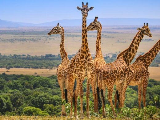 Masai-mara-Girraffes