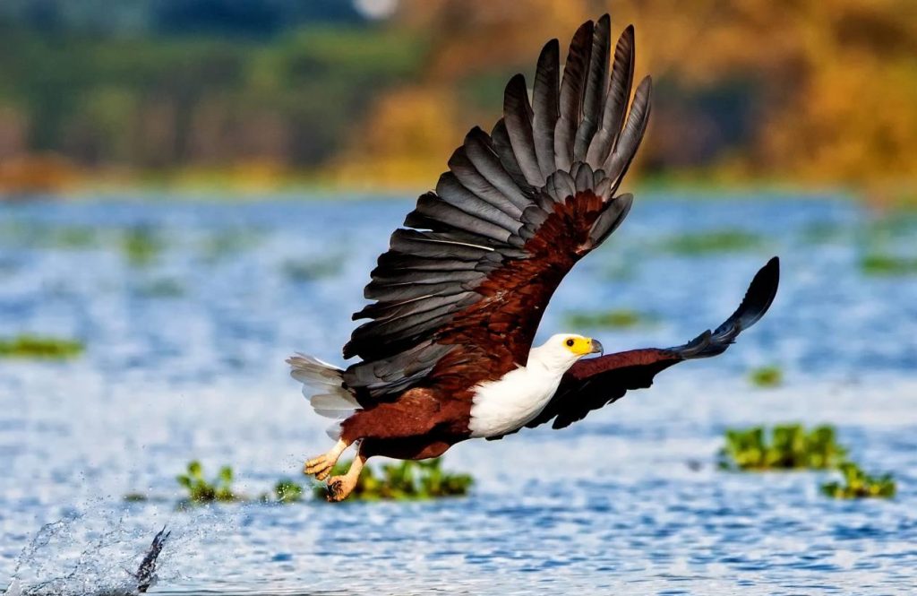 05 Days Best Kenya Easy Safaris Masai Mara