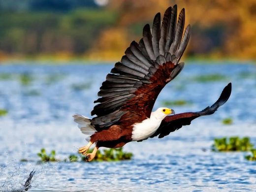 05 Days Best Kenya Easy Safaris Masai Mara