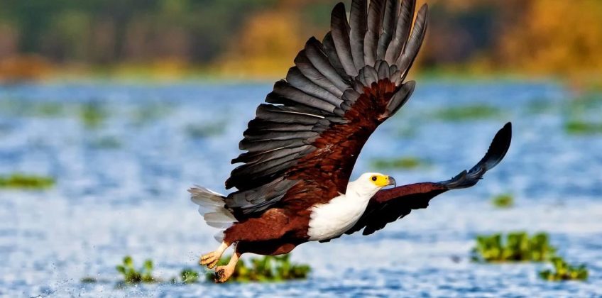 05 Days Best Kenya Easy Safaris Masai Mara