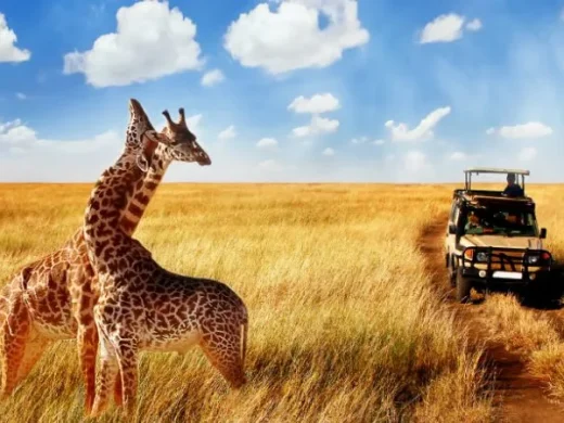 Tanzania Wildlife Safari Tours