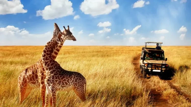 Tanzania Wildlife Safari Tours