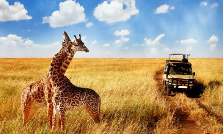 Tanzania Wildlife Safari Tours