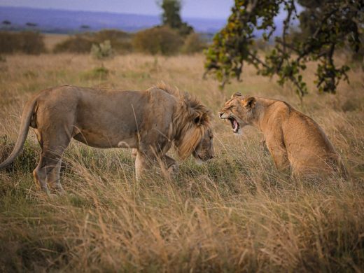 05 Days Best Kenya Easy Safaris Masai Mara