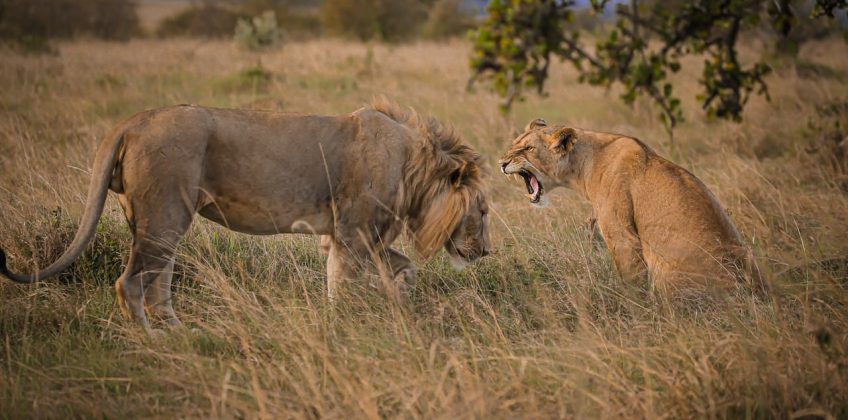 05 Days Best Kenya Easy Safaris Masai Mara