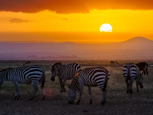 Wildlife Experience in Kenya