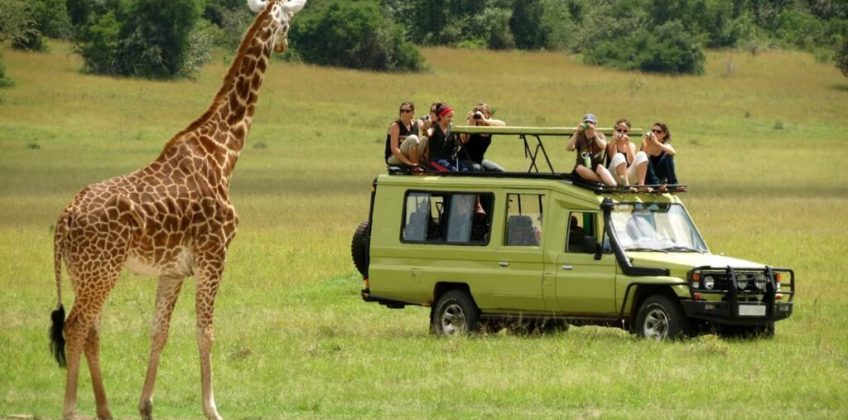 Wildlife Experience in Kenya