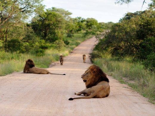 Masai Mara Safari Packages