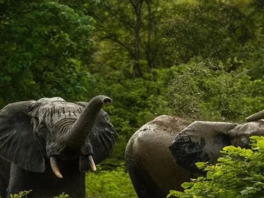 3 Days Amazing Wildebeest Migration Safari Serengeti