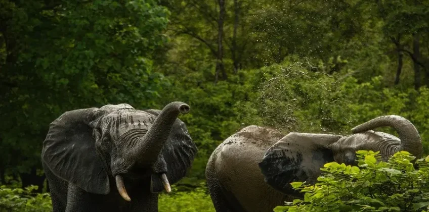 3 Days Amazing Wildebeest Migration Safari Serengeti