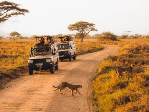 10 Days kenya & tanzania safaris