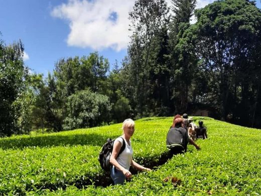 Day Trip to Kiambithu Tea Farm