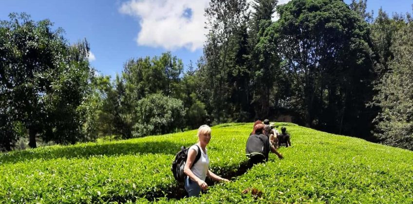 Day Trip to Kiambithu Tea Farm