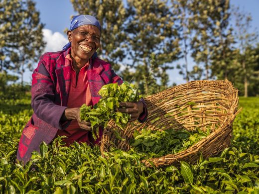 Tea Tour & Forest Walk Tigoni