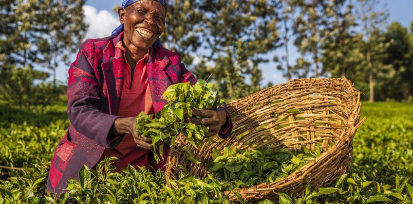 Tea Tour & Forest Walk Tigoni