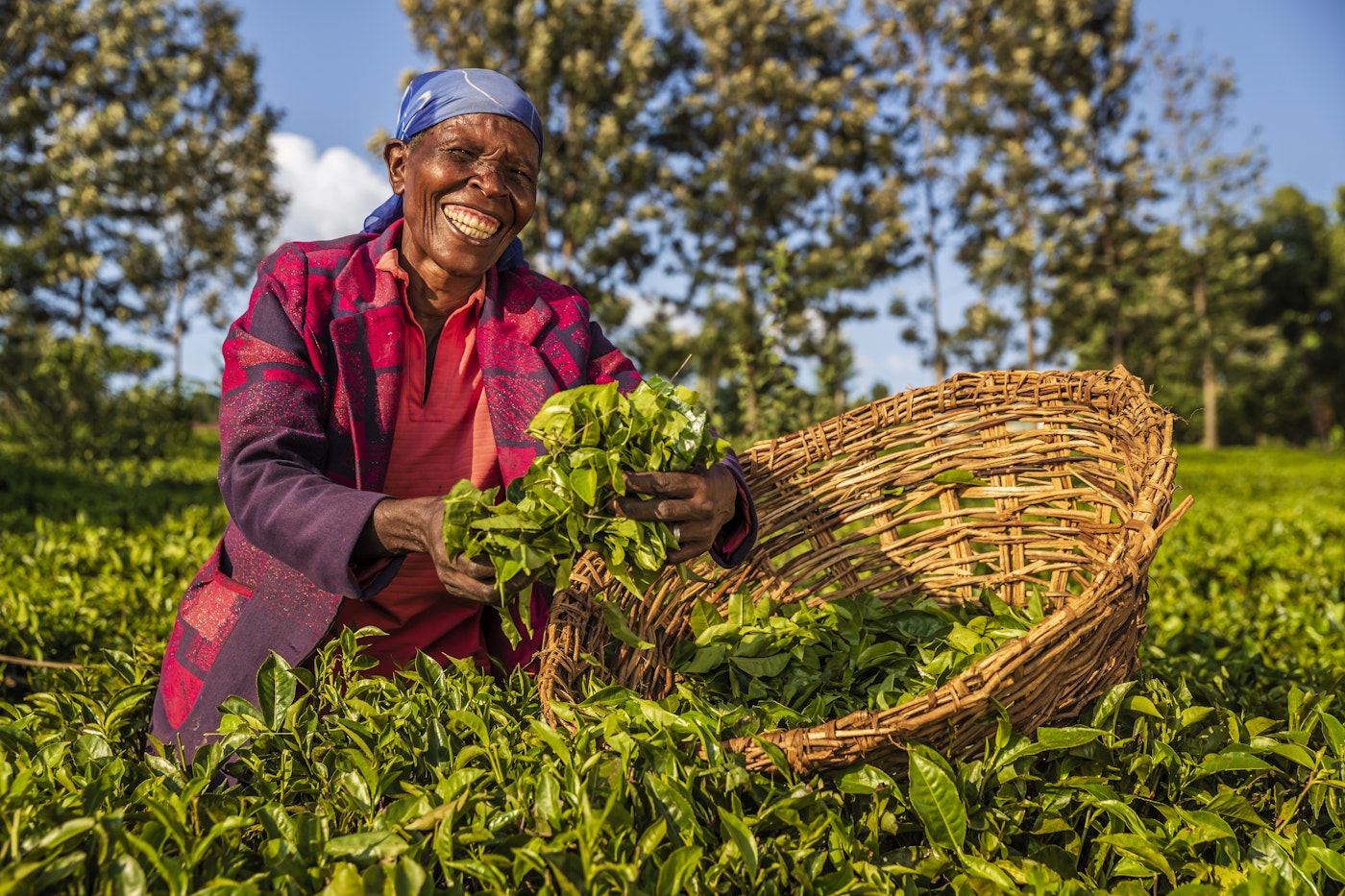 Tea Tour & Forest Walk Tigoni