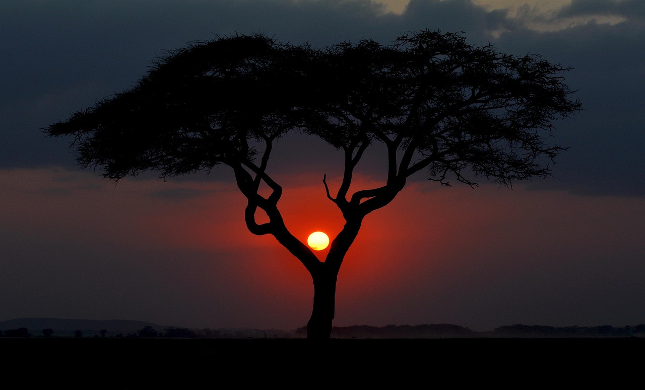 Budget Safari in Tanzania