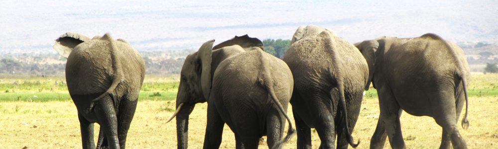 Amboseli National Park Safari