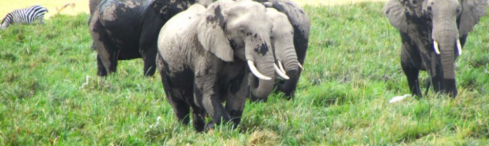 Amboseli National Park