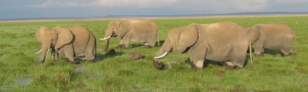 Kenya Tour Amboseli National Park