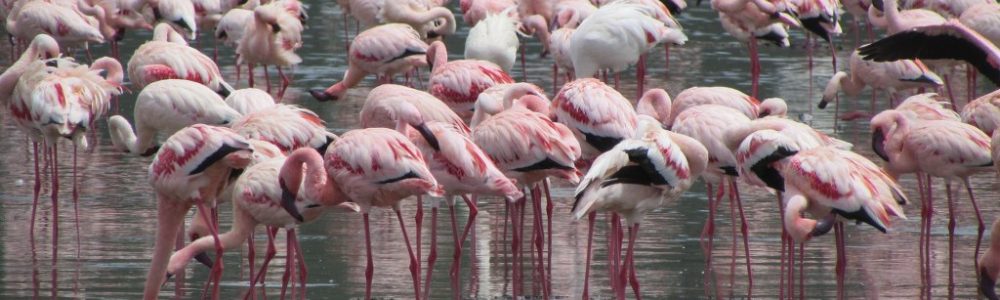 Lake Nakuru National Park