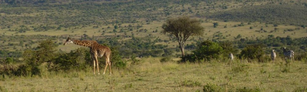 Safari Tour In Kenya