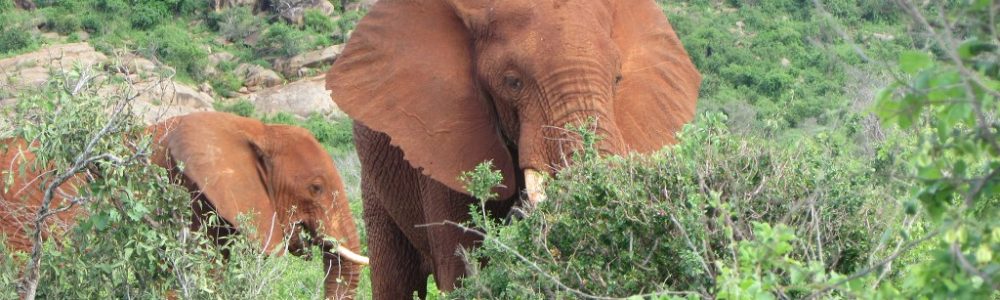 Tsavo East National Park