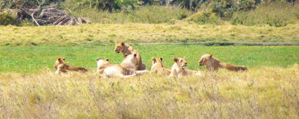 Kenya Safari Tour